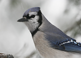 Uploaded Image: /vs-uploads/Critter Blog/BlueJay_small.jpg